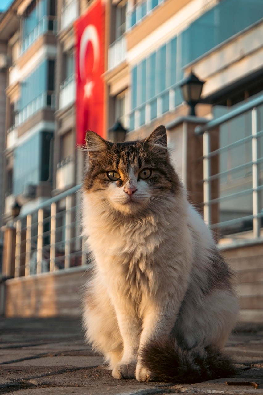 pet-friendly-adu
