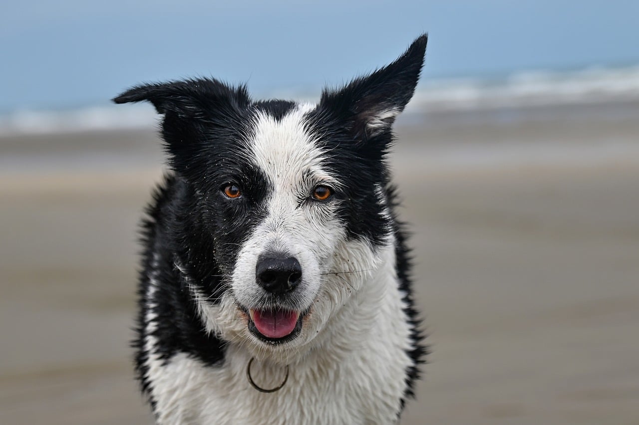 pet-friendly-adu