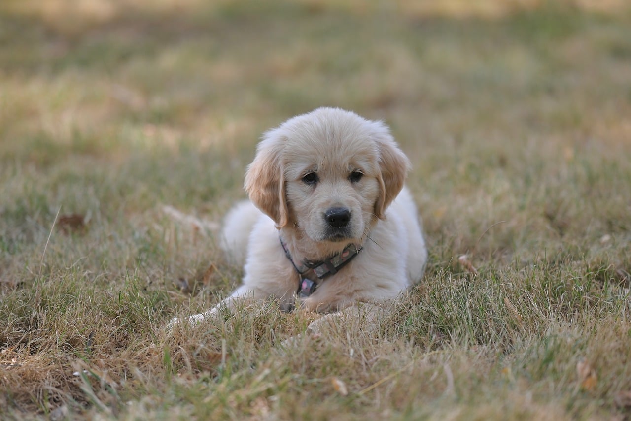 pet-friendly-adu