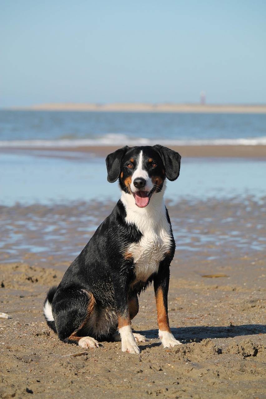 pet-friendly-adu