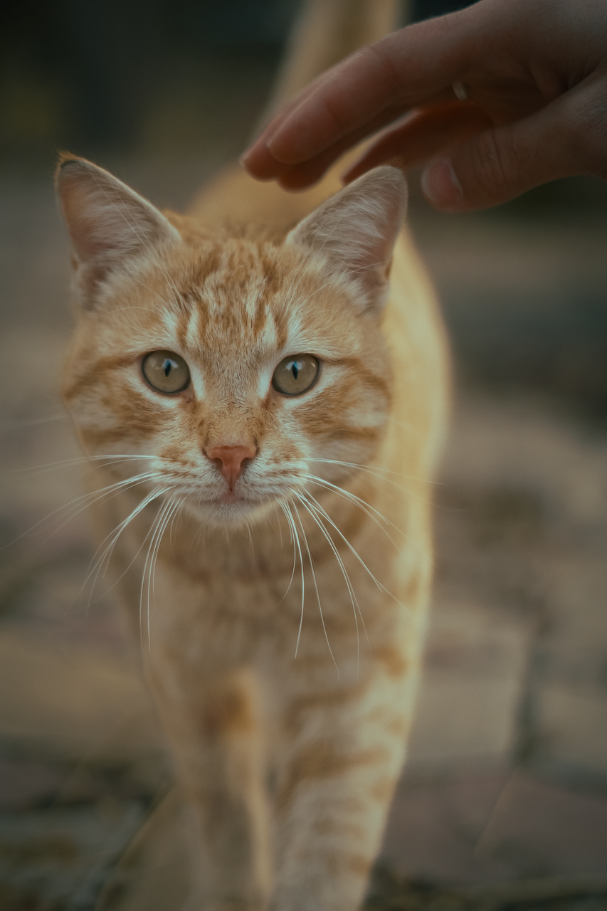 pet-friendly-adu